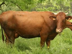 Vaca pasiega, raza autóctona/