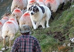 Un pastor de Bejes, con sus ovejas y su mastín. :: A. FERNÁNDEZ/