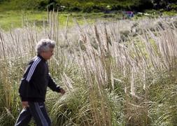 Ecologistas en Acción alerta del alarmante avance del plumero