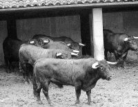 La corrida del conocido ganadero en los corrales de la plaza de toros. / SANE/