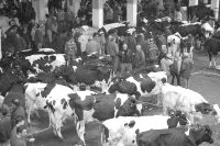 El sector lechero, el peor parado en la feria de ayer. /SANE/