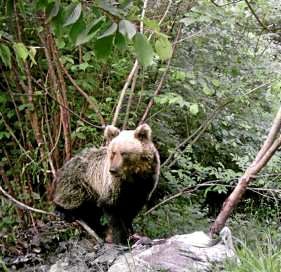 Imagen reciente de un oso pardo en la Cordillera Cantábrica. / DM/