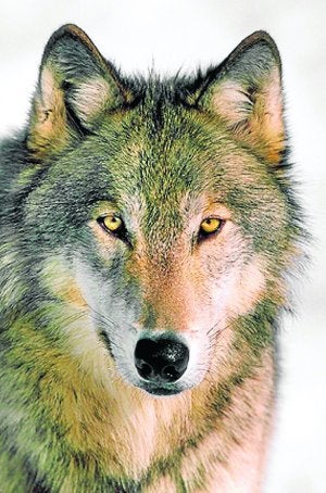 Esta temporada fueron abatidos cinco lobos en Cantabria. /DM/