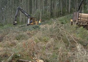 Las plantaciones de eucaliptos son la base del trabajo forestal. ::
ÁLVAREZ FORESTAL/